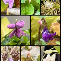 スミレ,ニワゼキショウ,シシリンチウム　クィント＆クィア,オケツの日,毎日ネコちゃんの画像