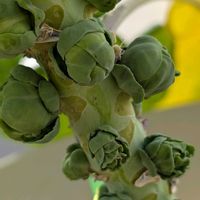 芽キャベツの画像