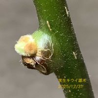 キウイ,室内栽培,鉢栽培,芽吹き始め,キウイ孫悟空の画像