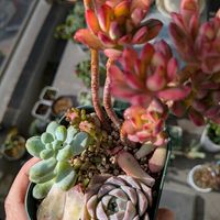 天使の雫,天使の雫,ポセイドン,ポセイドン,ミニベル 錦の画像