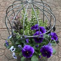 カレックス,キンギョソウ,パンジー・ビオラ,パンジー,ビオラの画像