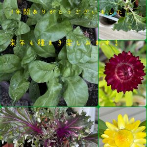 種まき,❤️いいね、ありがとう,たねからの幸せ,お散歩ちゃんキーホルダー,rinmegお散歩ちゃん♪の画像