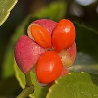 アオキ,マンリョウ,マサキ,シロミノマンリョウ,常緑低木の画像