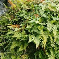 シノブ,実家の庭,令和8年正月の画像