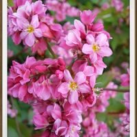 ソバ,ソバ,ナンキンハゼ,高嶺ルビー,オオバンの画像