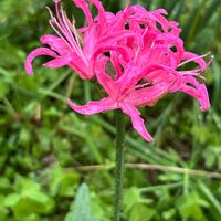 ヒガンバナの画像