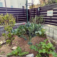 ブロッコリー,カリフラワー,キッチンガーデンの画像