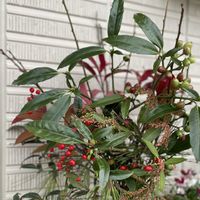 アセビ,ウメ,マツ,レッドロビン,ホソバアオキの画像