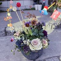 葉牡丹,コクリュウ（黒竜）,葉牡丹  萌花セッション,葉牡丹 萌花 ブラック,葉牡丹　萌花　ミルクの画像