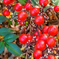 サザンカ,センリョウ,ナンテン,ノースポール,ソヨゴの画像