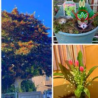 ヒイラギ,ヒイラギ,お正月門松,ちゅーりっぷの蕾,ちゅーりっぷの蕾の画像