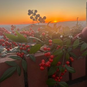 デージー,ナンテン,ナンテン,レンガ,日の出の画像