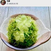 ムシトリスミレ,ピンギキュラ,食虫植物,リビング・ダイニングの画像