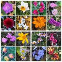 アスクレピアス,アルストロメリア,ウインターコスモス,スイセン,ヒメツルソバの画像