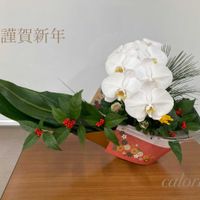 キク,コチョウラン,センリョウ,ハボタン,マツの画像