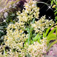 アザレア,サンスベリア,ナンテン,南天,白南天の画像