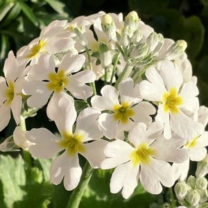 癒し,白が好き,#ガーデニング,エクステリアの画像