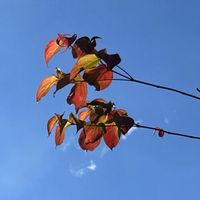 ヤマボウシの画像