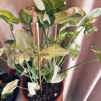 シンゴニウム,土が合ってない,リビング・ダイニングの画像