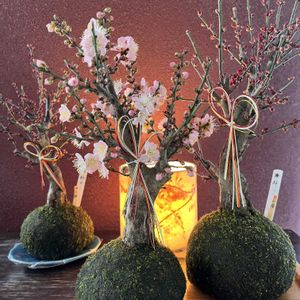ウメ,ハボタン,マツ,苔玉,お出かけ先での画像