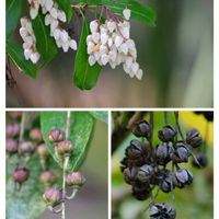 アセビ,アセビ,コマツナギ,コマツナギ,マテバシイの画像