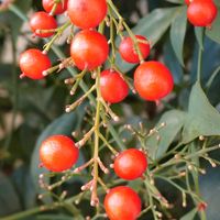 オリーブ,ナンテン,ロウバイ,ナンテンの実,オリーブの葉の画像