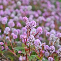 ヒメツルソバ,マクロレンズ,お出かけ先にて,いつもの散歩道,近くの公園の画像