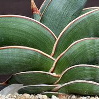 サンスベリア,サンセベリア・ロリダ,サンセベリア,多肉植物,塊根植物の画像