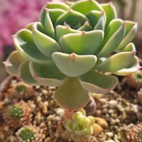 ルビーネックレス,白星,七福神,シャビアナ,リラシナの画像