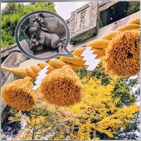 イチョウ,花のある暮らし,植物好き,自然の不思議の画像