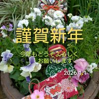 ストック,ハボタン,リナリア,ローダンセマム,パンジーの画像