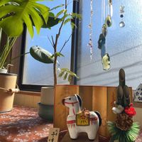 モンステラ,エバーフレッシュの画像