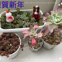 シャビアナ,お雑煮,パシフィック マジック ナイト,ポイポイ鉢♡,紅葉する多肉の画像