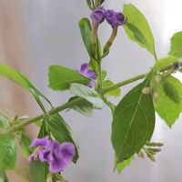 デュランタ 宝塚,初心者,ベランダガーデニング,初めて育てる,手探り状態の画像