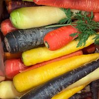 ニンジン,野菜,キュンキュン乙女倶楽部,HTC,【こまち多肉部】の画像