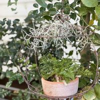 チランジア,ウスネオイデス,ネフロレピス  ツデー,ダバリア ラビットフット,観葉植物の画像