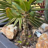 ハナキリンの画像