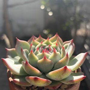 桃太郎,多肉植物,鉢植え,葉挿し,エケベリア属の画像