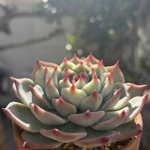 桃太郎,多肉植物,鉢植え,葉挿し,エケベリア属の画像