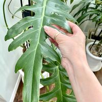 ディフェンバキア,ディフェンバキア,マドカズラ,マドカズラ,フィロデンドロンボブシーの画像