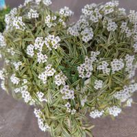 マツバボタン,ローズマリー,ガーデンシクラメン,スーパーアリッサム,ハコベの画像