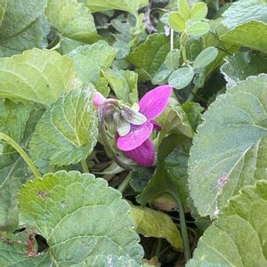 ハーブ,地植え,無農薬,無肥料の画像