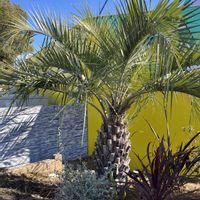 ソテツ,コルジリネ,ココスヤシ,ティーツリー,ワシントンヤシの画像