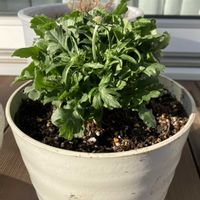 スカビオサ,テラスの画像