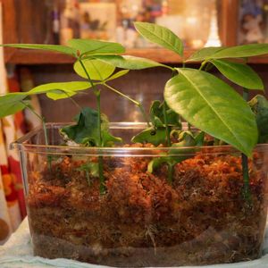 パキラ,パキラ・アクアティカ,観葉植物,新芽,癒しの画像