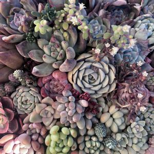 スイレン,ブロウメアナ,若緑,チョコレートボール,オリオンの画像