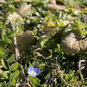 オオイヌノフグリ,オオイヌノフグリ,ホトケノザ,散歩,かわいい雑草の画像