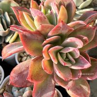 ルエラ,ルエラ(ベンケイソウ科/エケベリア属),多肉植物,エケベリア属,多肉大好きの画像