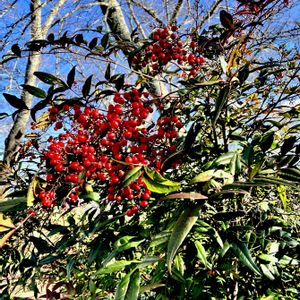 ナンテン,南天,果実,常緑低木,植栽の画像