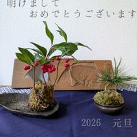 クロマツ,ヤブコウジ(十両),盆栽,古道具,花のある暮らしの画像